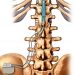 Spinal cord stimulator